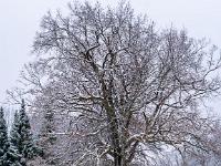 Winterlich bedeckte Eiche